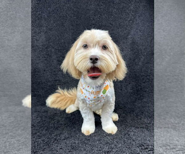 Medium Photo #1 Mutt Puppy For Sale in Grafton, WI, USA