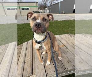 Zeus - Male American Staffordshire Terrier-Unknown Mix Dog for Adoption - Photo #4