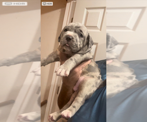 American Bully Puppy for sale in WALLINGFORD, CT, USA