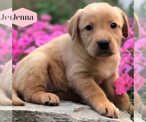 Golden Labrador Puppy for sale in DRY RUN, PA, USA