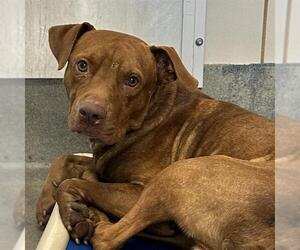 American Staffordshire Terrier-Unknown Mix Dogs for adoption in San Antonio, TX, USA