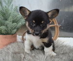 Small Photo #7 Pembroke Welsh Corgi Puppy For Sale in HONEY BROOK, PA, USA