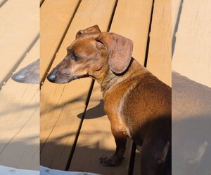 Dakota and Moose - Female Dachshund Dog for Adoption - Photo #10