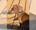 Small Photo #10 Dachshund Puppy For Sale in Taunton, MA, USA