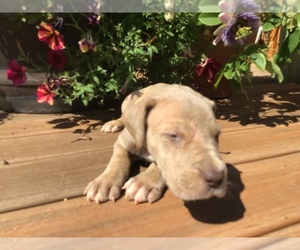 Great Dane Puppy for sale in BANGOR, WI, USA