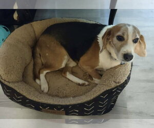 Hightower: Not At shelter (Wendy) - Male Beagle-Unknown Mix Dog for Adoption - Photo #13