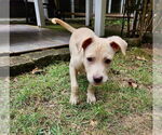 Small #5 Labrador Retriever Mix