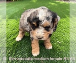 Small #6 Bernedoodle (Miniature)