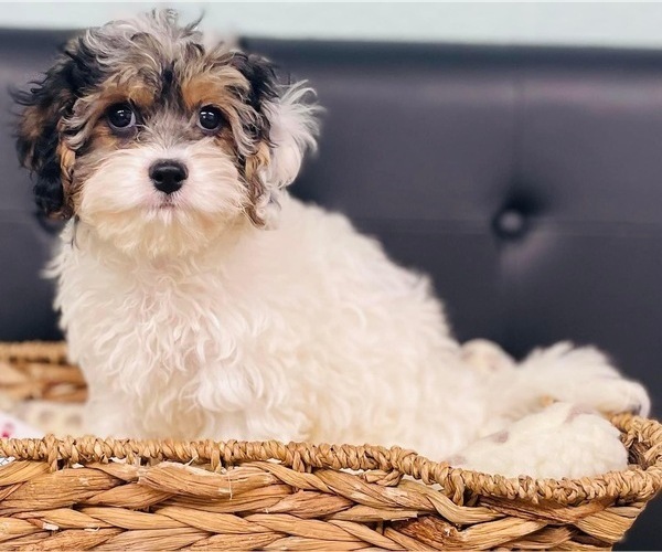 Medium Photo #1 Cavapoo Puppy For Sale in CINCINNATI, OH, USA