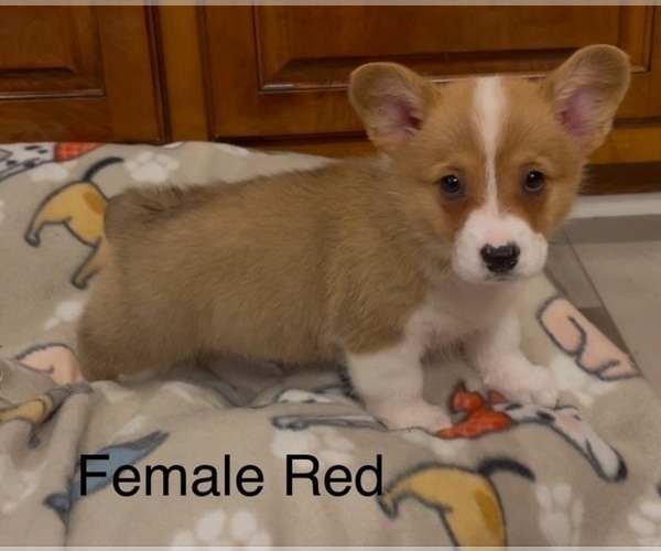 Medium Photo #2 Pembroke Welsh Corgi Puppy For Sale in GUTHRIE, KY, USA