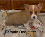 Small #1 Pembroke Welsh Corgi
