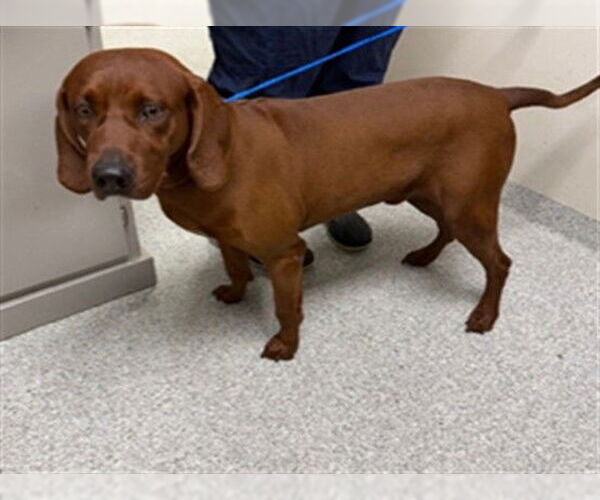 Medium Photo #1 Redbone Coonhound Puppy For Sale in Pasadena, TX, USA