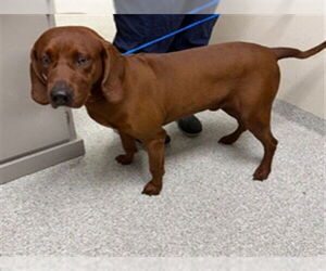 Redbone Coonhound Dogs for adoption in Pasadena, TX, USA