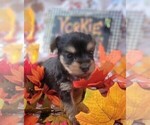 Small #9 Yorkshire Terrier