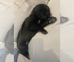 Small Photo #11 Labrador Retriever Puppy For Sale in SMITHFIELD, RI, USA