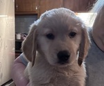 Puppy Apollo Golden Retriever