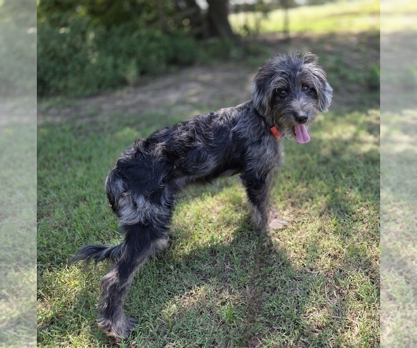 Medium Photo #11 Aussiedoodle Puppy For Sale in WILLS POINT, TX, USA