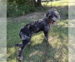 Small #10 Aussiedoodle