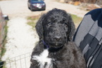 Small Photo #2 Airedoodle Puppy For Sale in FORT WORTH, TX, USA