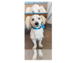 Small #5 Poodle (Miniature) Mix