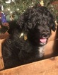 Small Photo #11 Aussiedoodle Puppy For Sale in ARBA, IN, USA