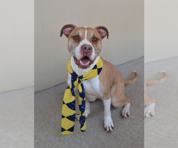 Medium Photo #3 Mutt Puppy For Sale in McKinney, TX, USA