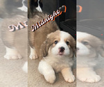Small Photo #1 Great Bernese Puppy For Sale in SPRINGFIELD, OH, USA