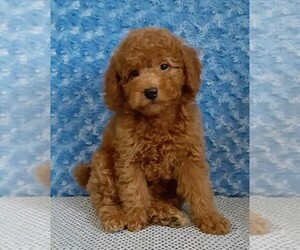 Bichpoo-Poodle (Miniature) Mix Puppy for sale in FREDERICKSBURG, OH, USA