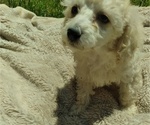 Small Photo #1 Poodle (Toy) Puppy For Sale in DANVILLE, VA, USA