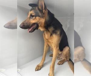 German Shepherd Dog-Unknown Mix Dogs for adoption in Houston, TX, USA