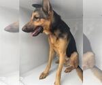 A662654 - Male German Shepherd Dog-Unknown Mix Dog for Adoption - Small photo