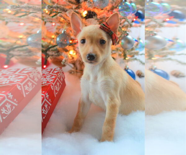 Medium Photo #4 Chihuahua-Unknown Mix Puppy For Sale in Lake elsinore, CA, USA