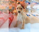 Small #3 Chihuahua Mix