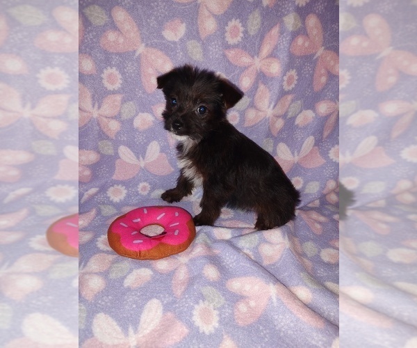 Medium Photo #4 Poodle (Toy) Puppy For Sale in LAPEER, MI, USA