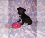 Small #3 Poodle (Toy)