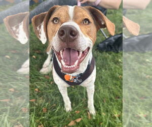 Beagle-Unknown Mix Dogs for adoption in Germantown, OH, USA