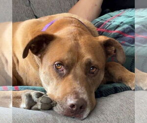 Medium American Pit Bull Terrier-Labrador Retriever Mix
