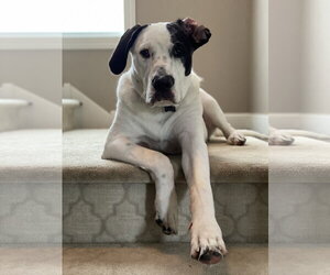 Finn - Male Mutt Dog for Adoption - Photo #2