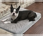 Small Photo #1 Boston Terrier Puppy For Sale in VALDOSTA, GA, USA
