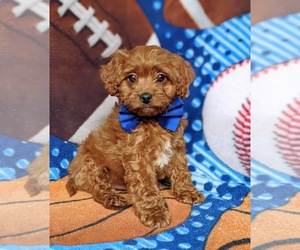 Cavapoo Puppy for sale in QUARRYVILLE, PA, USA