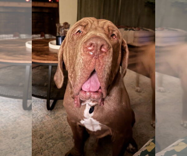 Medium Photo #1 Neapolitan Mastiff Puppy For Sale in Ellisville, MO, USA