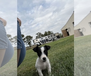 Jack Russell Terrier Puppy for sale in BELLE, MO, USA
