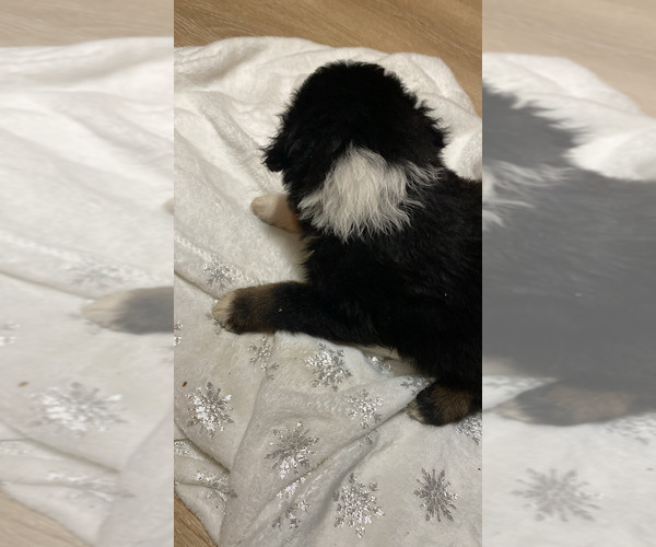 Medium Photo #4 Aussiedoodle Puppy For Sale in ONAWAY, MI, USA