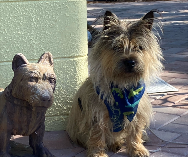 Medium Photo #1 Cairn Terrier Puppy For Sale in AMHERST, MA, USA