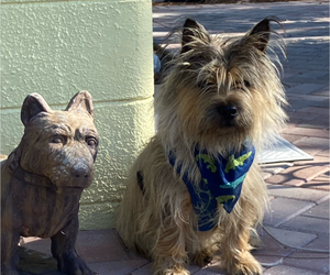 Father of the Cairn Terrier puppies born on 04/07/2022
