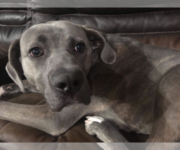 Medium Photo #5 Mutt Puppy For Sale in Germantown, OH, USA