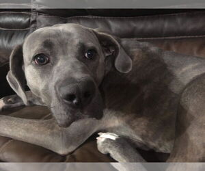 Kylie - Female Mutt Dog for Adoption - Photo #5
