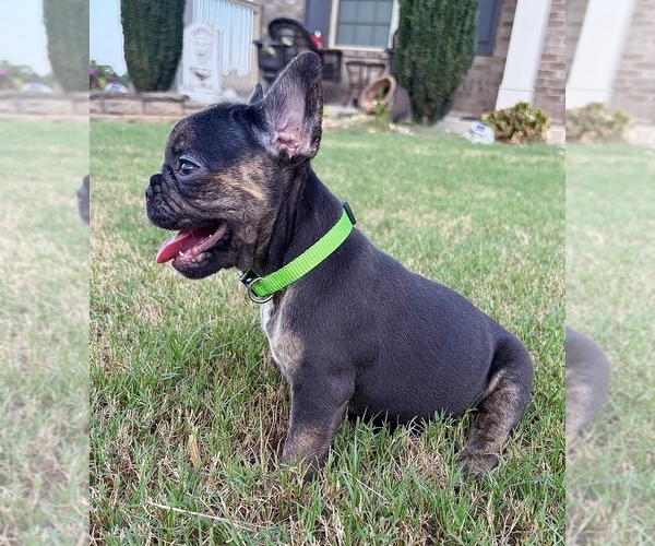 Medium Photo #5 French Bulldog Puppy For Sale in SNELLVILLE, GA, USA