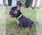 Shelby - Female French Bulldog Puppy for Sale - Photo #5