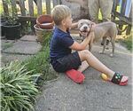 Small #8 Chihuahua Mix